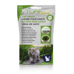 Kedi Çimi 10'lu Paket